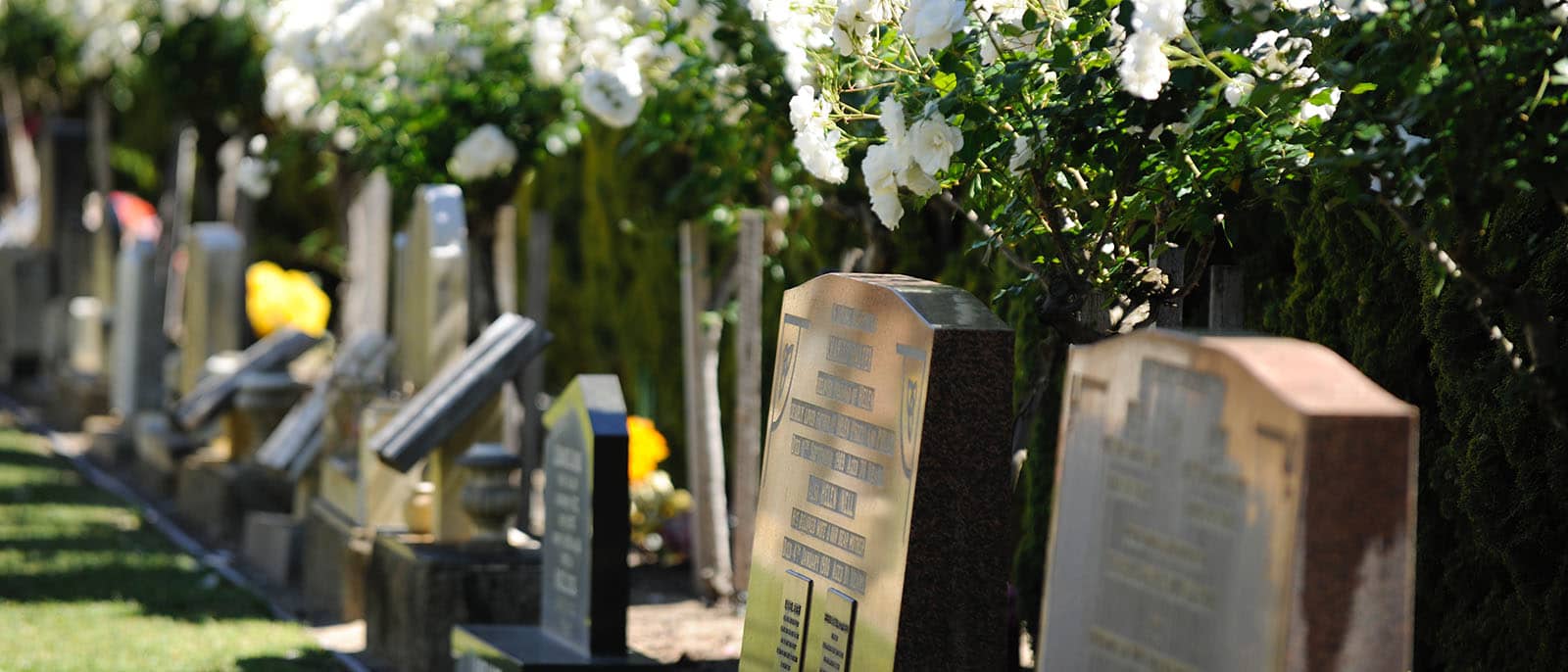 headstones in a row with standard roses behind at Karrakatta Cemetery