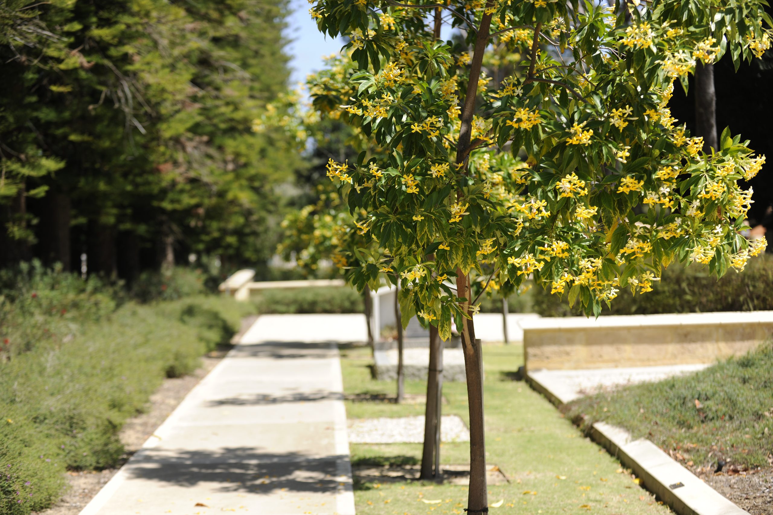 Karrakatta Cemetery Memorial Tree