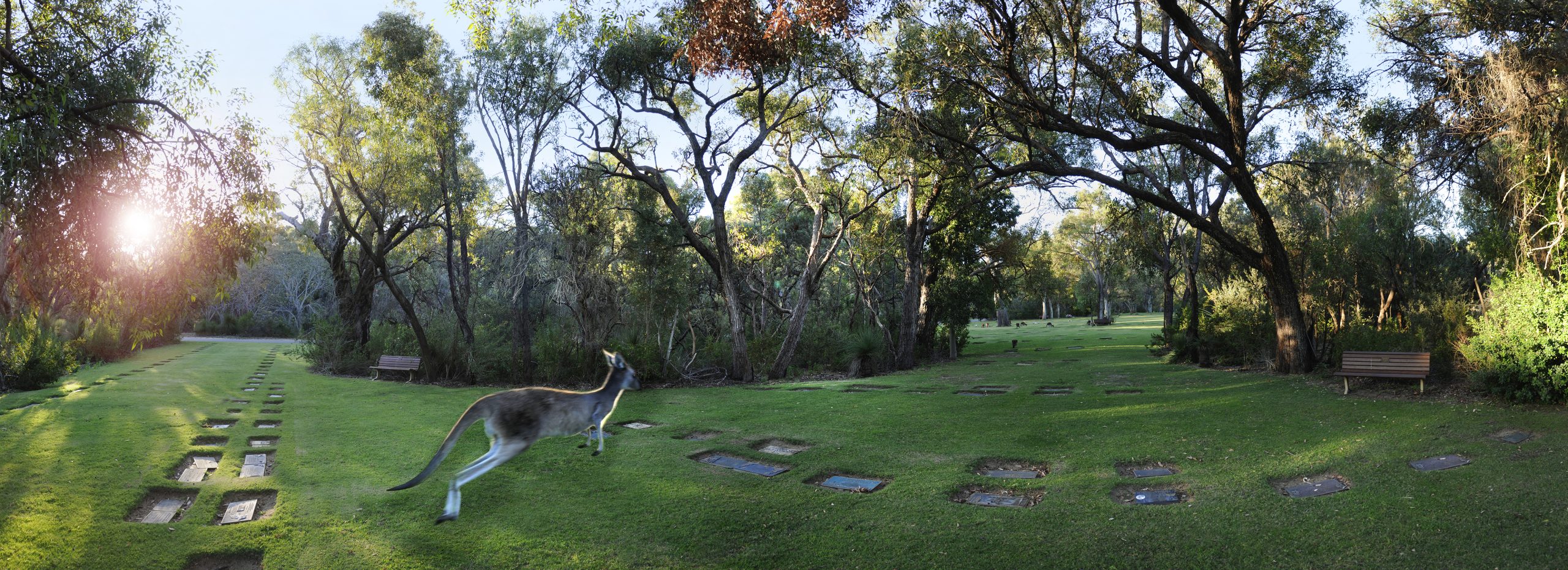 kangaroo bounding across burial plaques in Tuart Court near sunrise at Pinnaroo Valley Memorial Park
