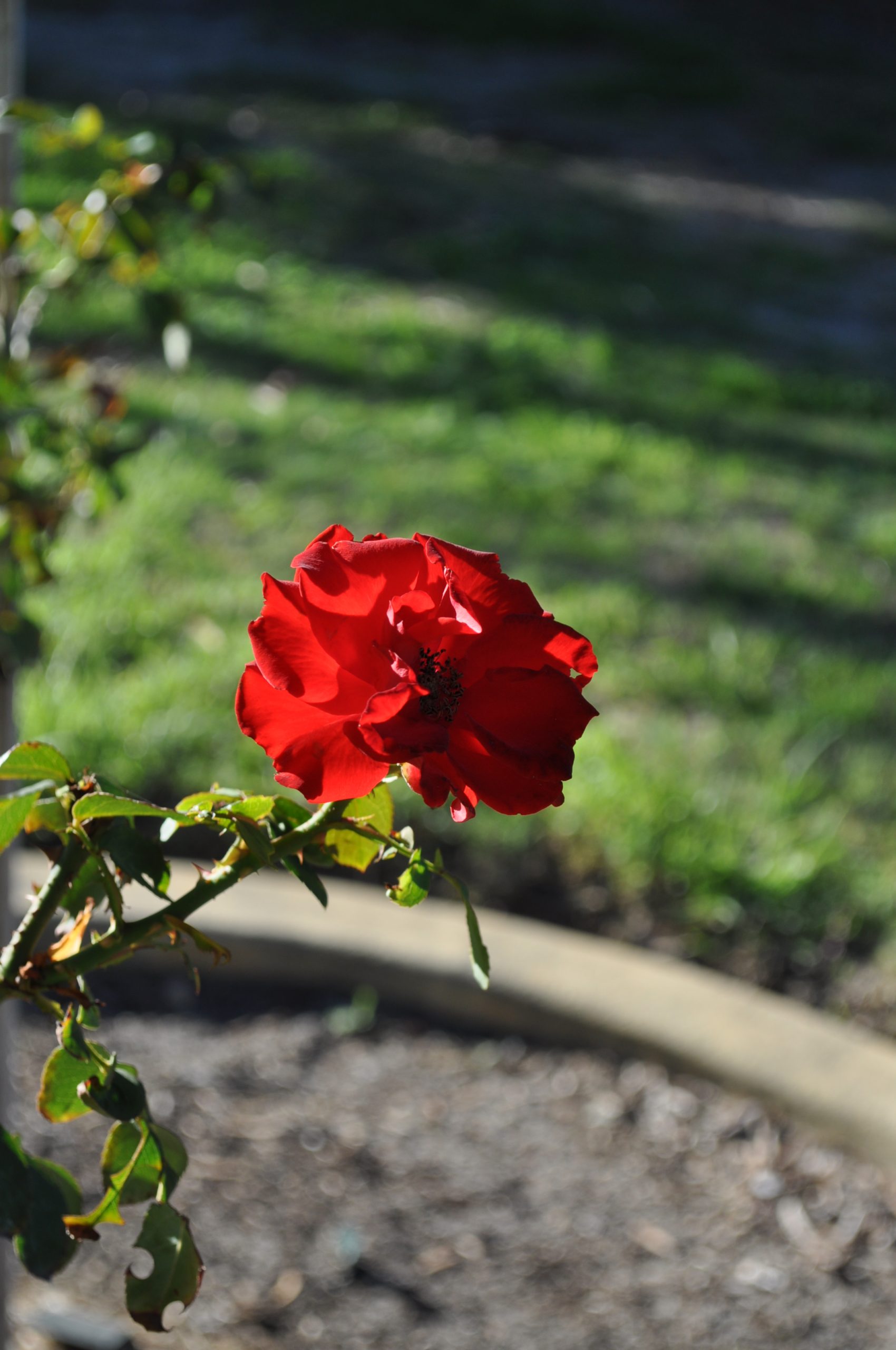 memorial red rose at Guildford Cemetery