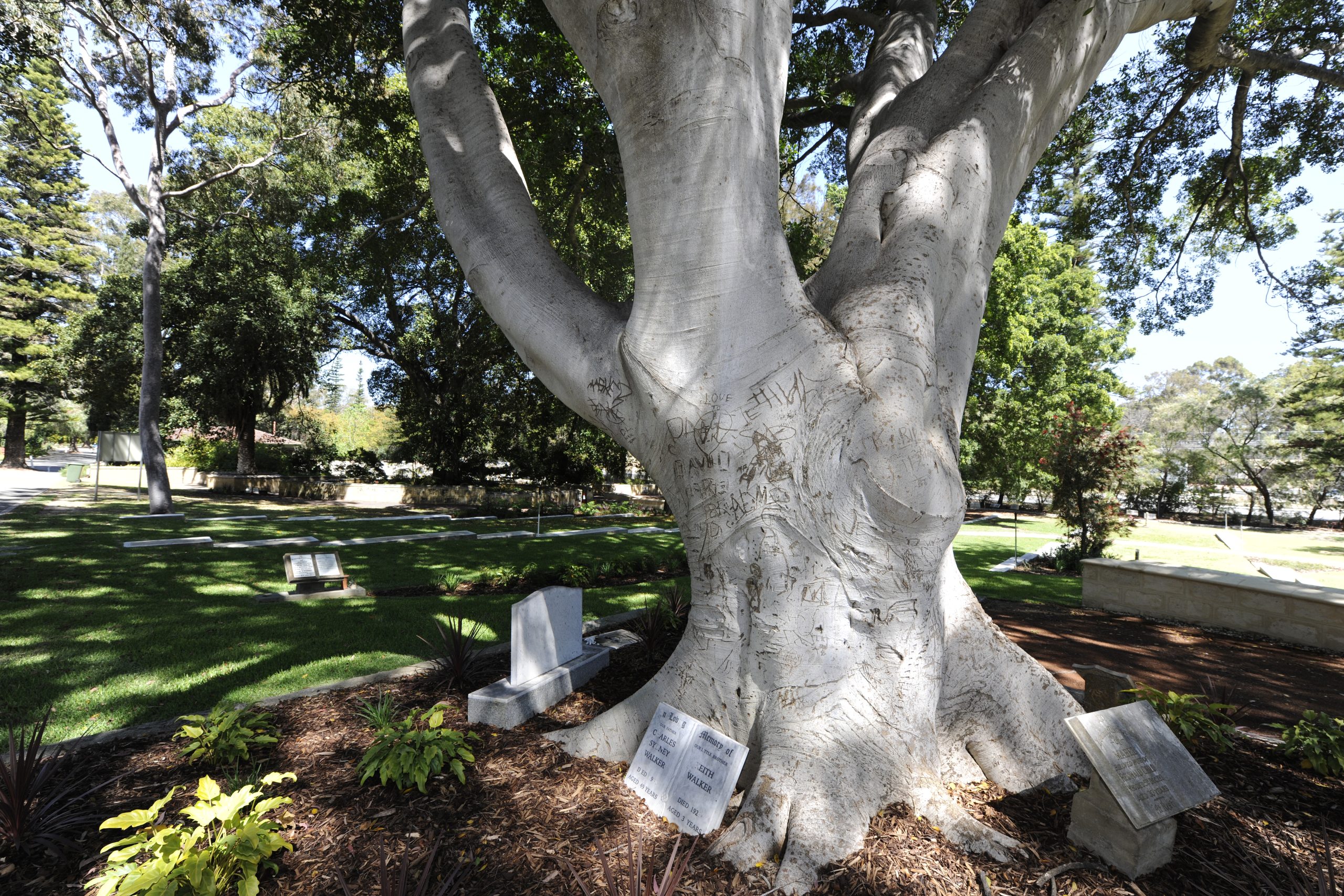 mature tree in UC gardens at Karrakatta Cemetery with renewed headstones placed at the feet of the tree in the surrounding garden